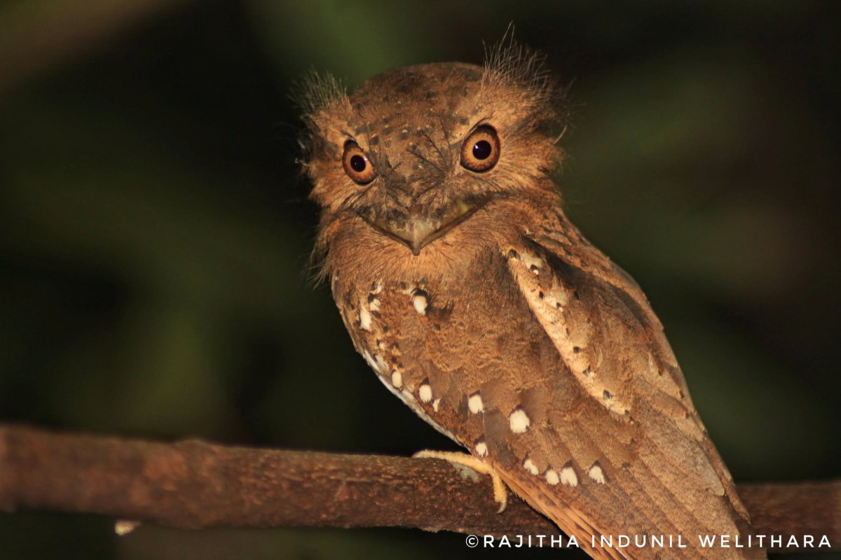 Batrachostomus  moniliger Blyth, 1846